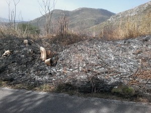 roghicalvi3